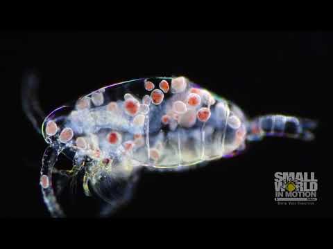 2019 Nikon Small World in Motion Competition - Second Place