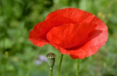 Mohnblumen