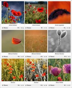 Fotowettbewerb: Mohn