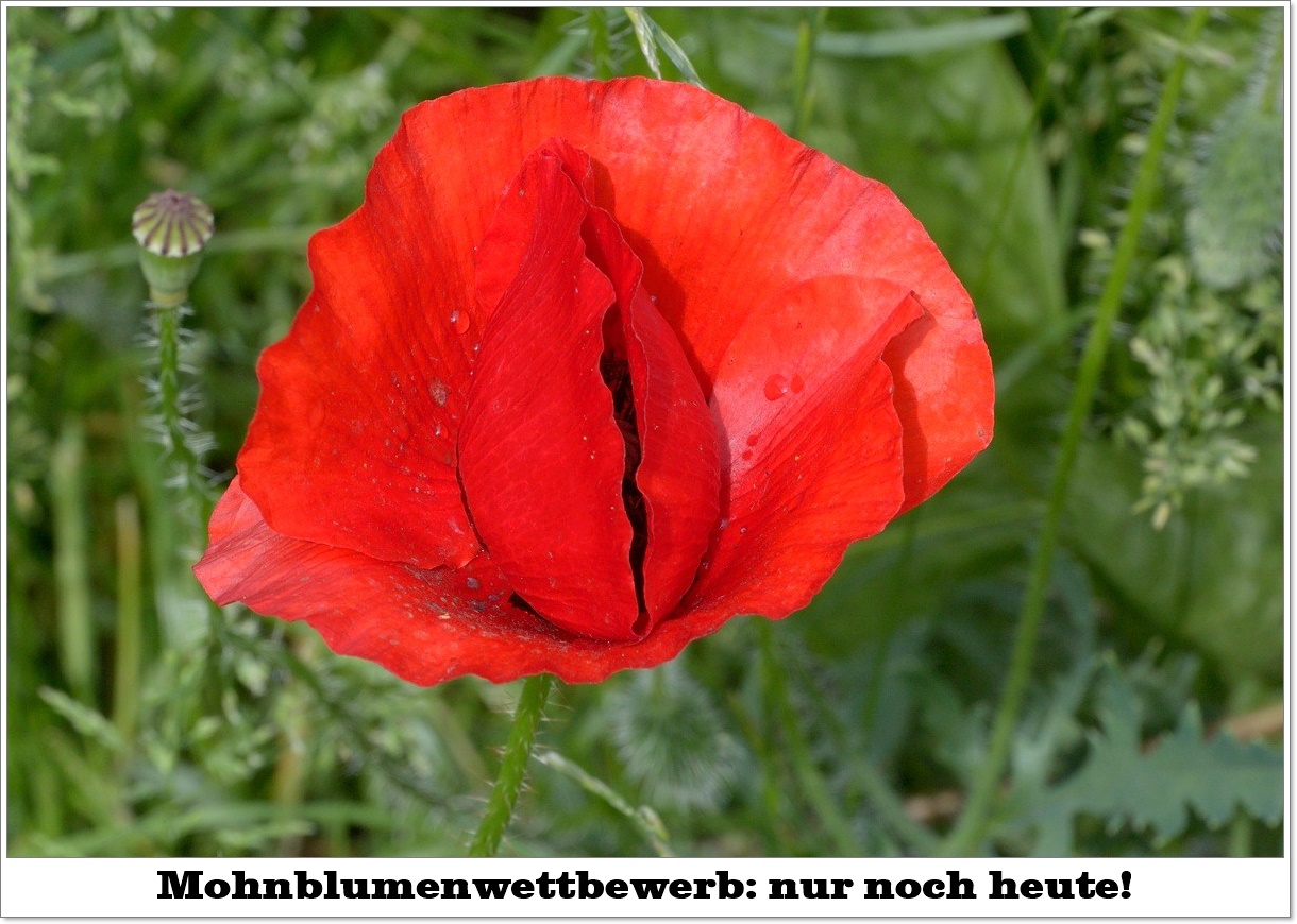 mohnblumen_letzer_tag