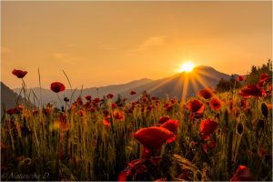 poppy field