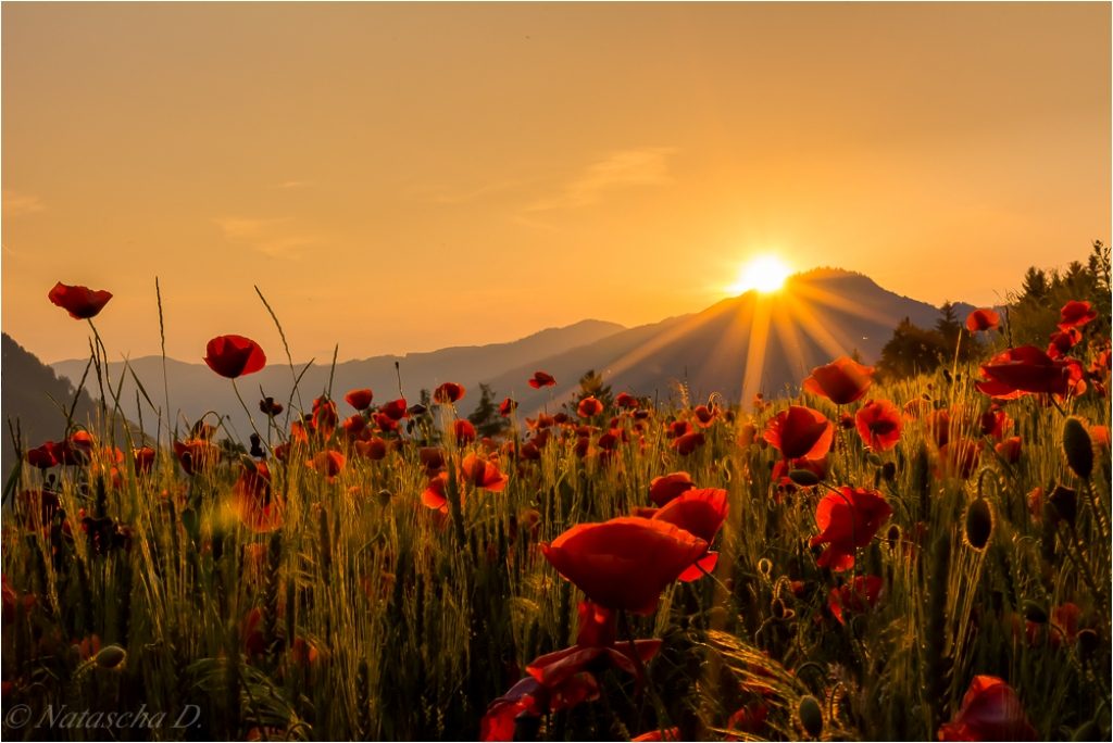 poppy field