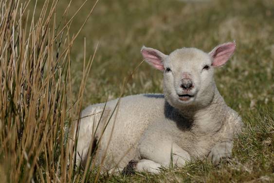 Schafe mit Aussicht