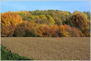 contest_herbstfarben