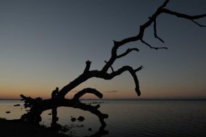 hundesuchbilder hundesuchbilder