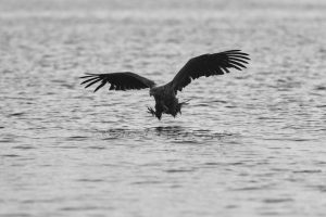 seeadler