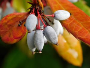 herbst
