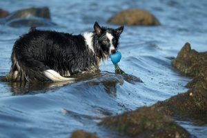 see_hund2 see_hund2