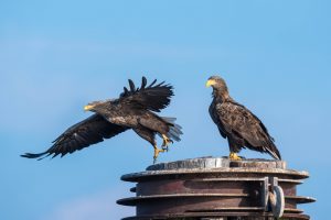 seeadler_usedom seeadler_usedom