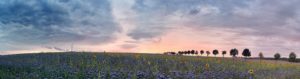 sonnenblumen