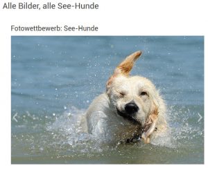 seehunde_slideshow seehunde_slideshow