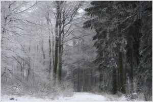 Winterträume