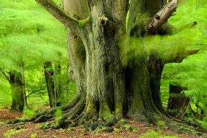 Urwald Sababurg