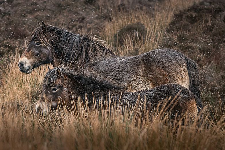 Mit #alphaddicted zu den wilden Exmoor-Ponys im Süden Englands