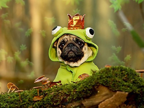 Produkttest: Küss mich... ich bin ein Prinz