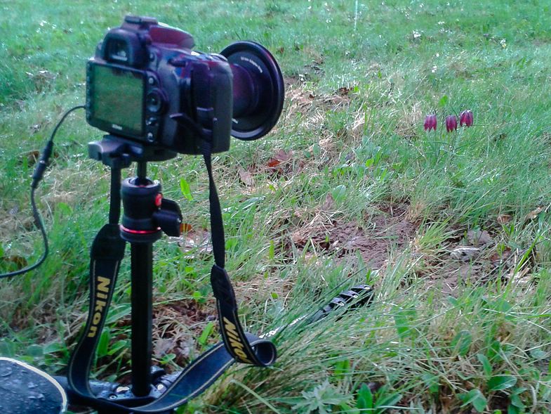 k_2 Makrostellung schachbrettblume Produkttest: Befree Aluminium Reisestativ von Manfrotto