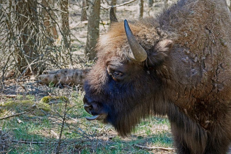 k_Bison_Bedrohte Tiere_RX10 III von Sony Auge in Auge mit bedrohten Tieren