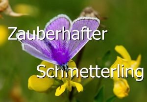 k_Ebenen - nachher Zoner Photo Studio X erleichtert die Bildverwaltung und -verarbeitung