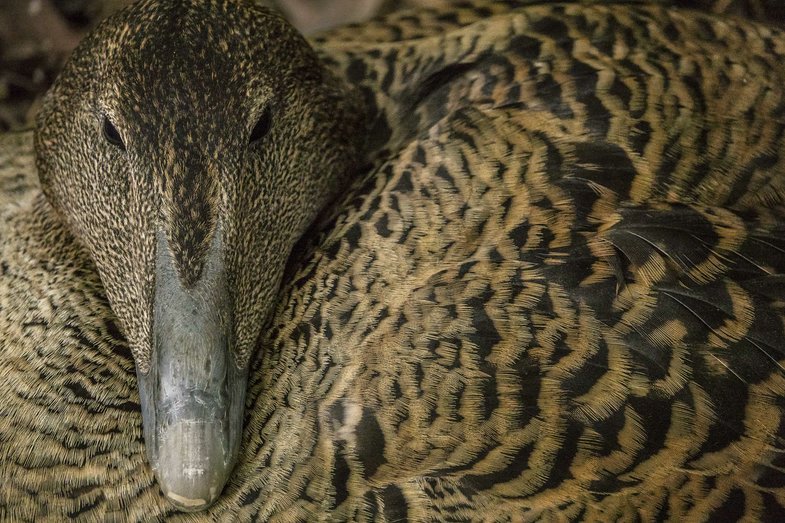k_Eiderente_Bedrohte Tiere_RX10 III von Sony Auge in Auge mit bedrohten Tieren
