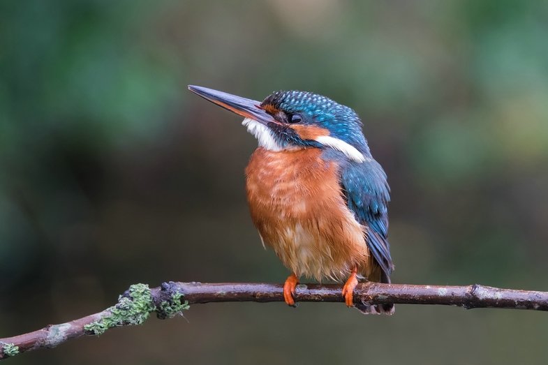 k_Eisvogel_Bedrohte Tiere_RX10 III von Sony_01 Auge in Auge mit bedrohten Tieren