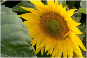 sonnenblume sonnenblume
