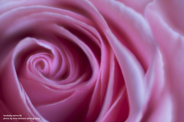 k_Velvet85-LowRes-AnneBelmontPhotography-5-1 Lensbaby: Weltweite Produktneueinführung Velvet 85 / Neuausrichtung Vertrieb