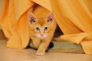Internationaler Katzentag
