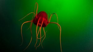 Uli Kunz: Fantastische Farben unter Wasser