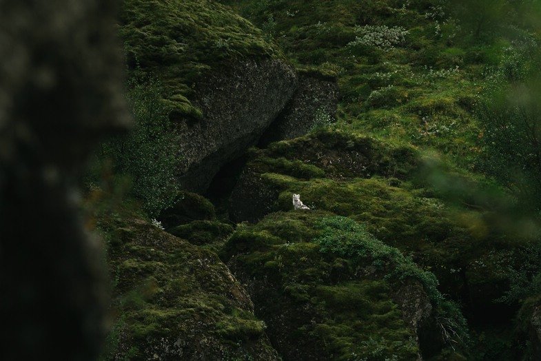 k_Alphaddicted_Island_BenSimonRehn_von Sony_4 Mit #alphaddicted Island erkunden