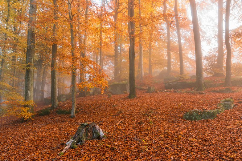 Nebel fotografieren