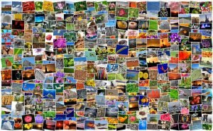 bilder_verlinken