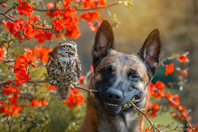 Tanja Brandt. Wenn Hund und Eule Freunde werden