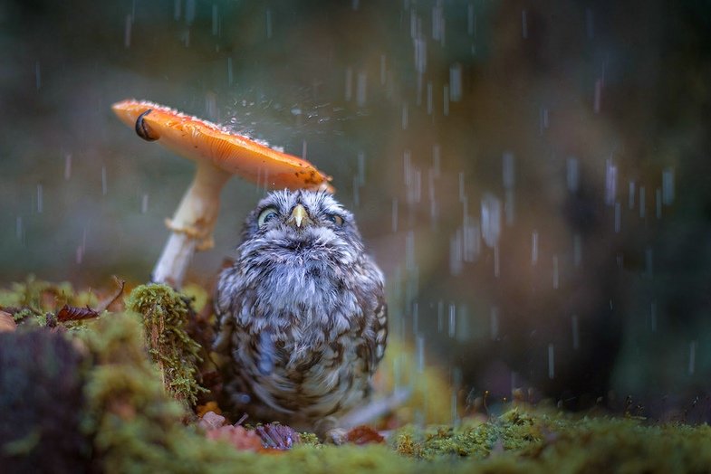 Tanja Brandt. Wenn Hund und Eule Freunde werden