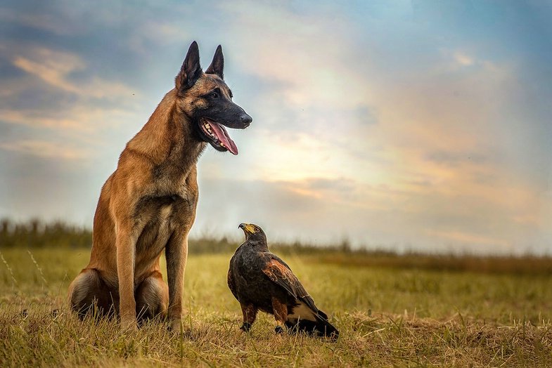 Tanja Brandt. Wenn Hund und Eule Freunde werden
