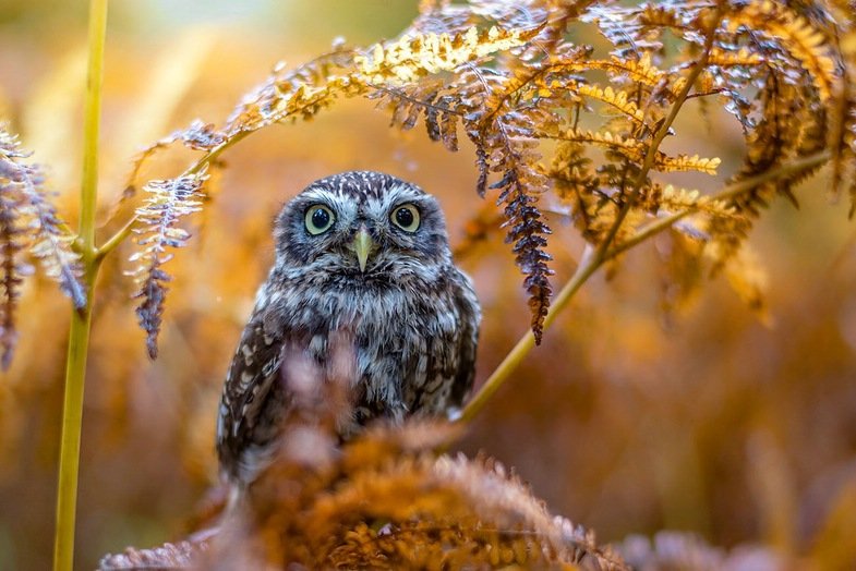 Tanja Brandt. Wenn Hund und Eule Freunde werden