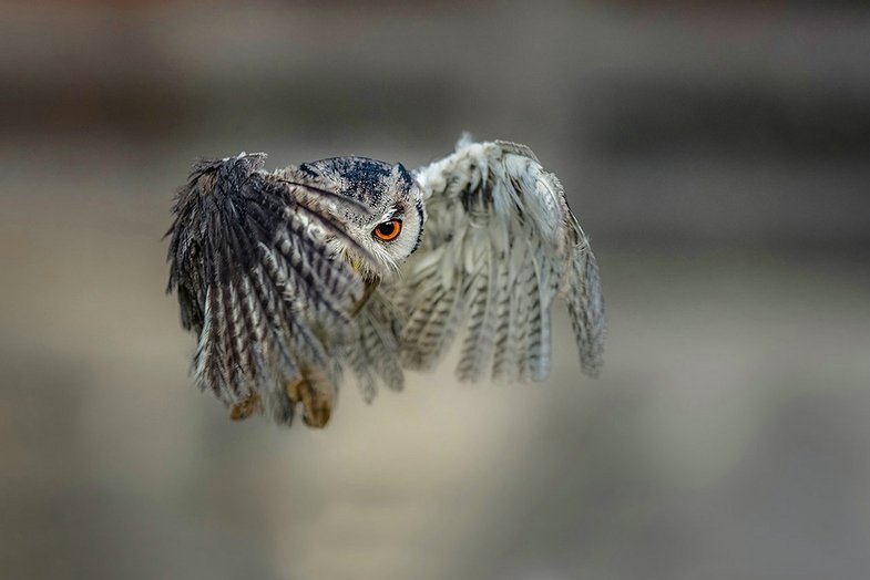 Tanja Brandt. Wenn Hund und Eule Freunde werden