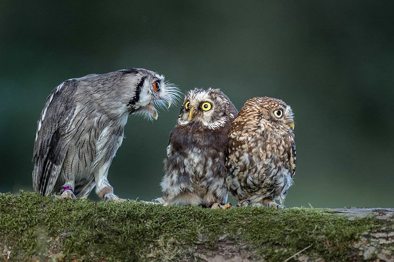 Tanja Brandt. Wenn Hund und Eule Freunde werden