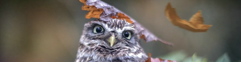 Tanja Brandt. Wenn Hund und Eule Freunde werden