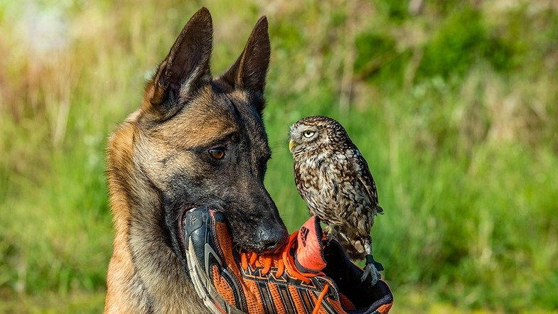 Tanja Brandt. Wenn Hund und Eule Freunde werden
