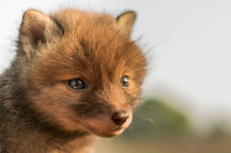 KleinerFuchsInNot Kleiner Fuchs in Not