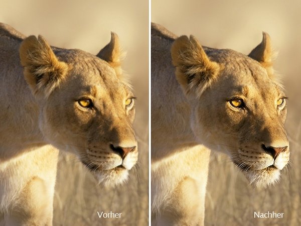 SHARPEN projects 2018 PRO mit Netzwerk Fotografie Rabatt