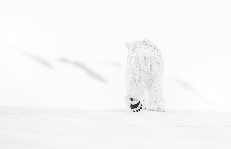 UK Fine Art Photographer David Yarrow Announced As Nikon European Ambassador