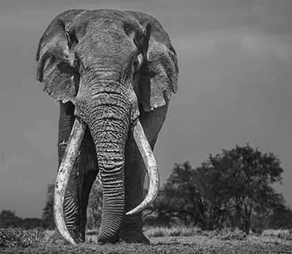 Neue Bilderserie von Nikon-Ambassador David Yarrow Neue Bilderserie von Nikon-Ambassador David Yarrow