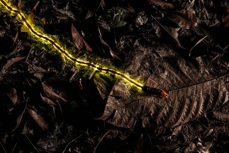 Cristobal Serrano ist Europäischer Naturfotograf des Jahres 2018