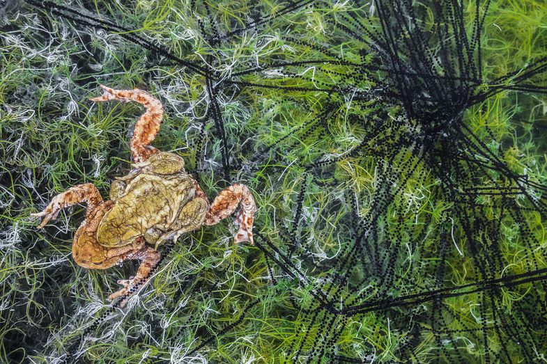 Cristobal Serrano ist Europäischer Naturfotograf des Jahres 2018