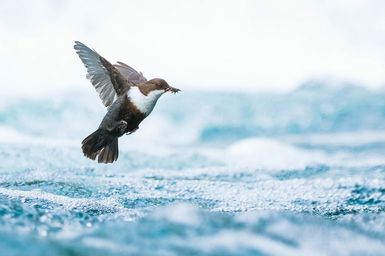 Cristobal Serrano ist Europäischer Naturfotograf des Jahres 2018