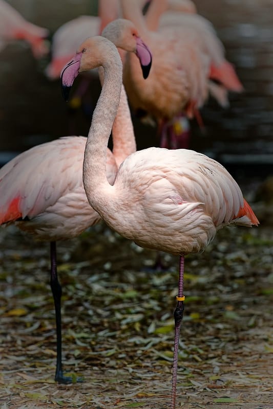 DxO-PhotoLab 3: Eine neue Erfahrung. Flamingos