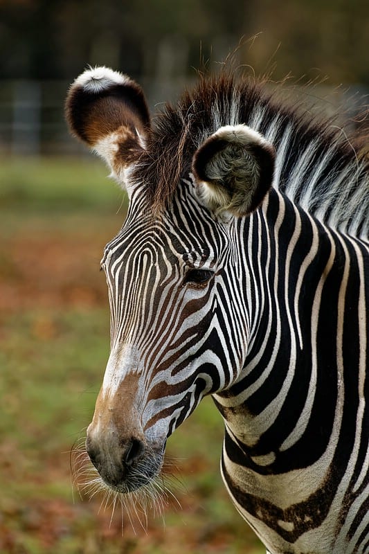 DxO-PhotoLab 3: Eine neue Erfahrung. Zebra