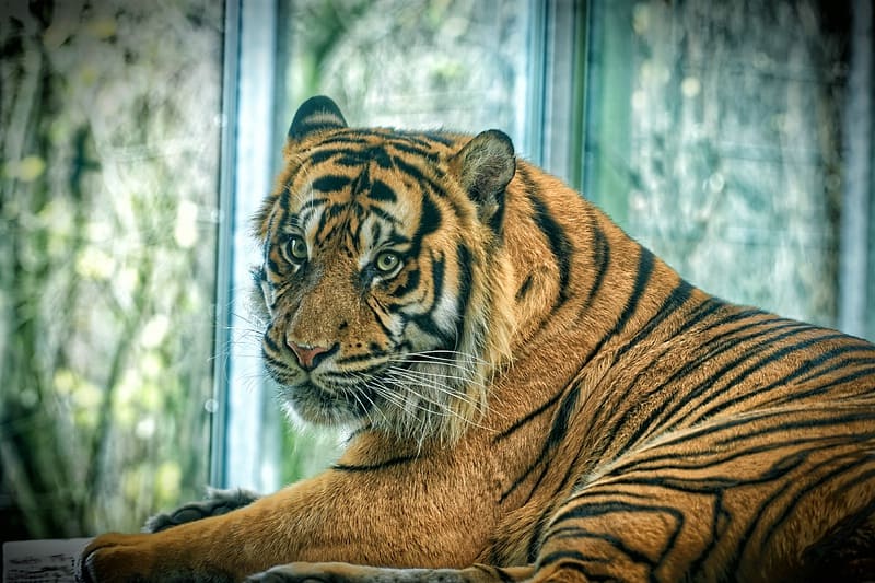 DxO-PhotoLab 3: Eine neue Erfahrung. Tiger