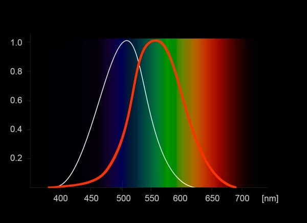 Schaubild der spektralen Empfindlichkeit des hell (rot) bzw. dunkel (weiß) adaptierten menschlichen Auges.